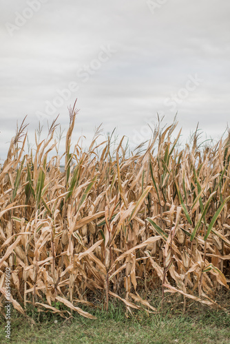 Nebraska City Corn Fields on a cloudy day