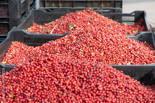 Fresh red ripe lingonberries in plastic boxes on a farmer's market retail display. Close-up