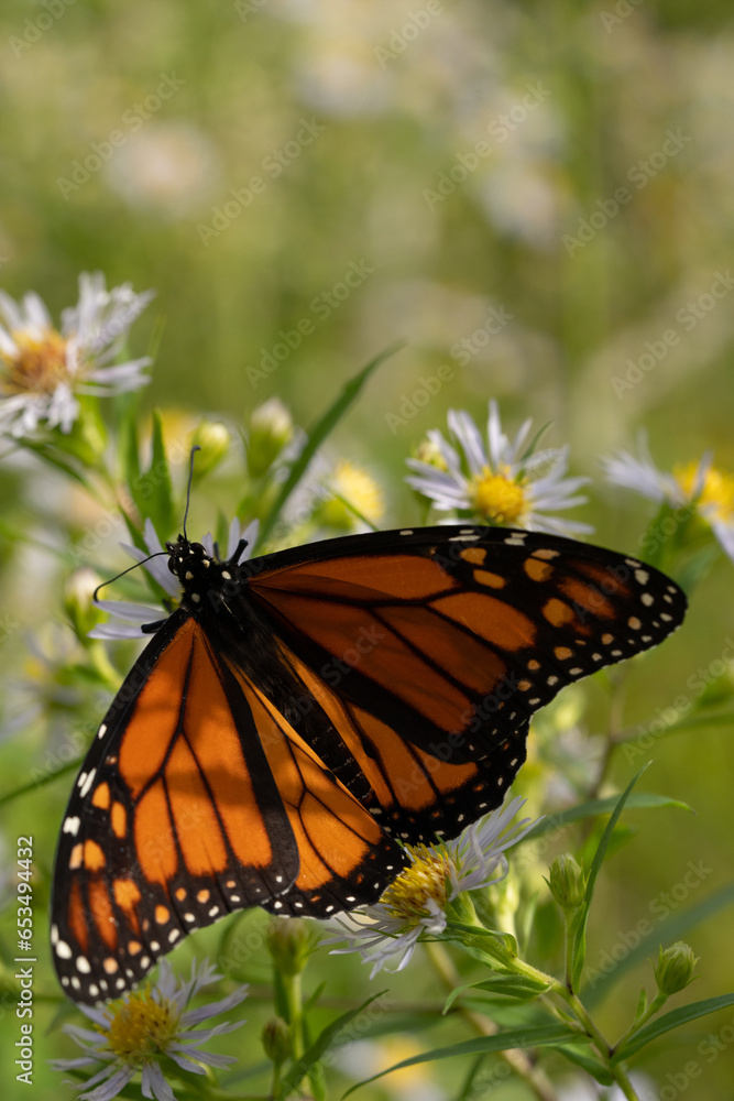 monarch butterfly on white wild flowers with yellow centres beautiful wings with brown orange and white pattern close up of monarch in natural environment day time sunny room for type monarch butterfly on white wild flowers with yellow centres beautiful wings with brown orange and white pattern close up of monarch in natural environment day time sunny room for type