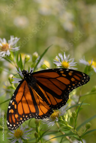 monarch butterfly on white wild flowers with yellow centres  beautiful wings with brown orange and white pattern close up of monarch in natural environment day time sunny room for type  © Shawn Hamilton CLiX 