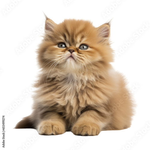 persian cat on isolated transparent background