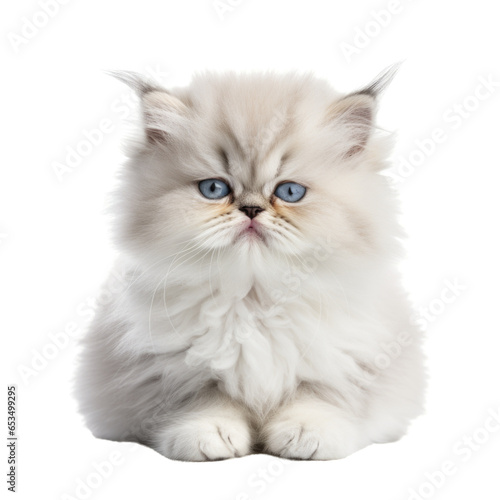 persian cat on isolated transparent background