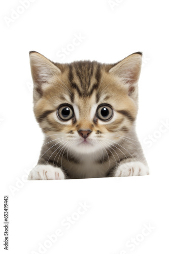 Lovely cat on isolated transparent background