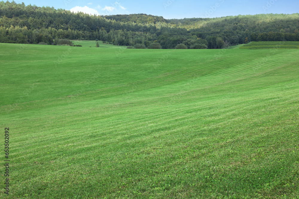 Beautiful meadow with bright green grass outdoors Beautiful meadow with bright green grass outdoors