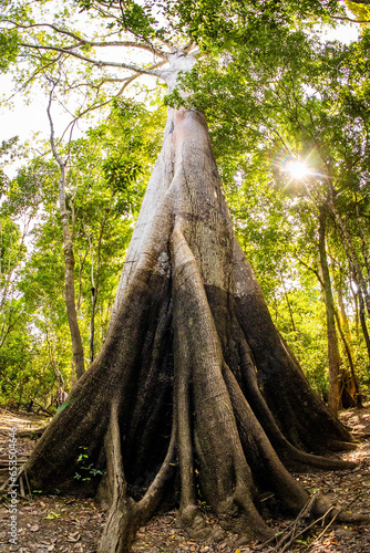 Biggest Amazon tree Angelim Vermelho in tropical rainforest photo