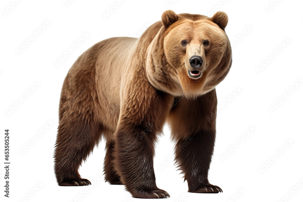 Fototapeta premium a ferocious grizzly bear with full body on a white background studio shot isolated PNG