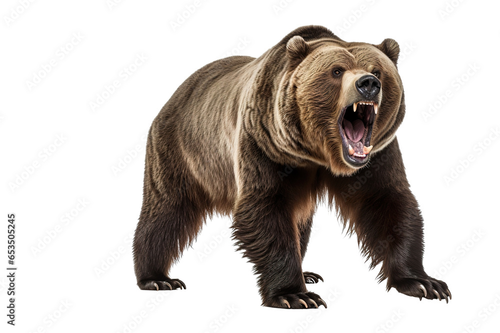a ferocious grizzly bear with full body on a white background studio shot isolated PNG - obrazy, fototapety, plakaty 