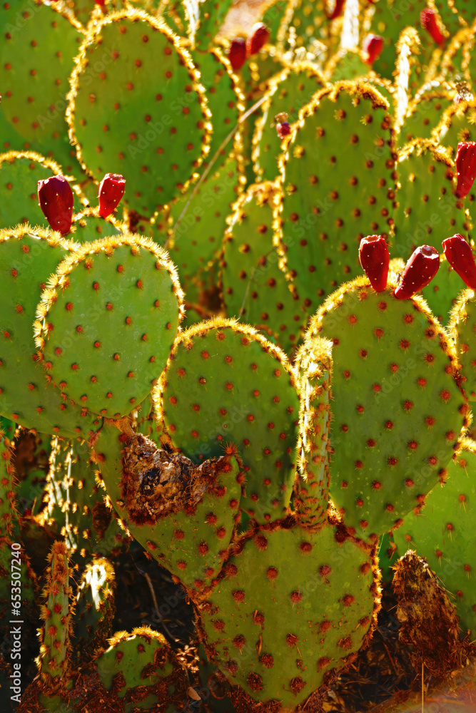 Sabra prickly pear cactus with fruit Sabra prickly pear cactus with fruit
