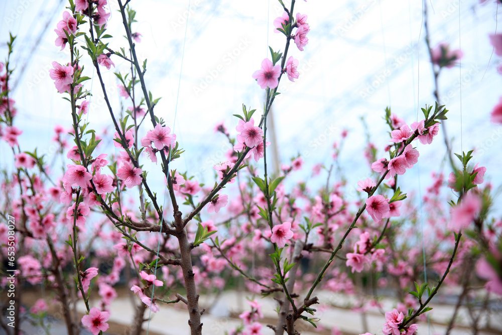 The peach trees in the greenhouse are in blossom The peach trees in the greenhouse are in blossom