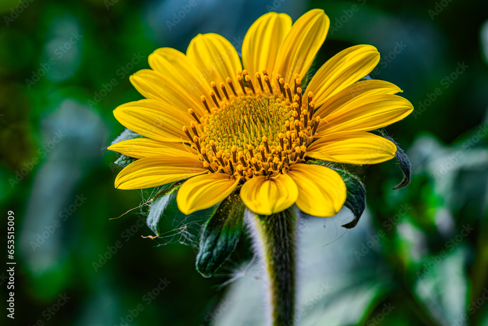 Obraz premium Girasol