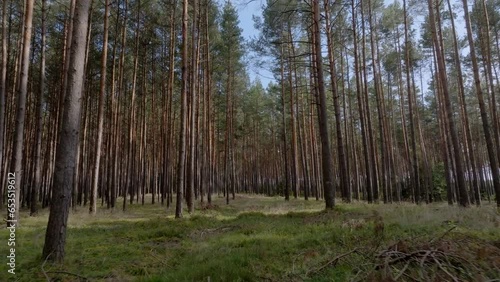 Wallpaper Mural From lush green forests to serene woodlands, our footage captures the essence of the great outdoors in stunning detail. Torontodigital.ca