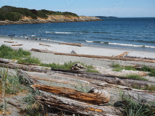 Obraz na płótnie Sandy Willows beach with driftwood strewn along the shore w salonie
