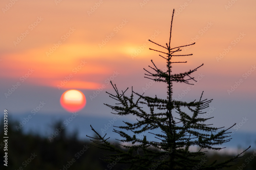 Larch against the backdrop of sunrise. Large blurred red sun disk in the sky. Morning landscape at dawn. Shallow depth of field. Blurred background.