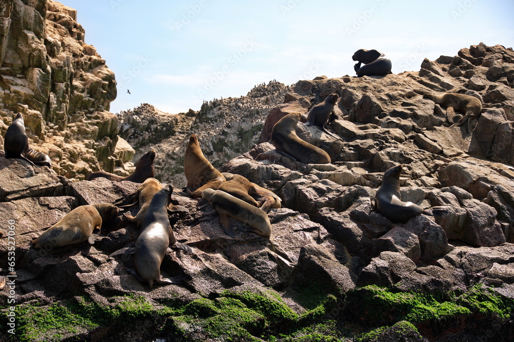 Sea lions resting on the rocks of Ballestas island in Peru Sea lions resting on the rocks of Ballestas island in Peru