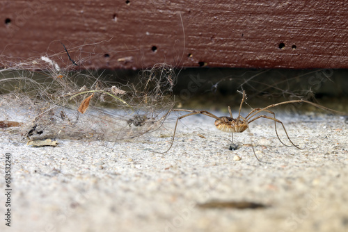 A spider walks on the floor with a clump of dust stuck to his leg photo