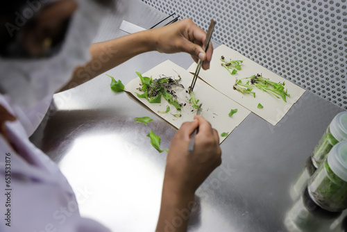 Scientist performing laboratory experiments. Small plant testing. tropical plant. Cutting the plant part in to small pieces is one step of tissue culture technique process.