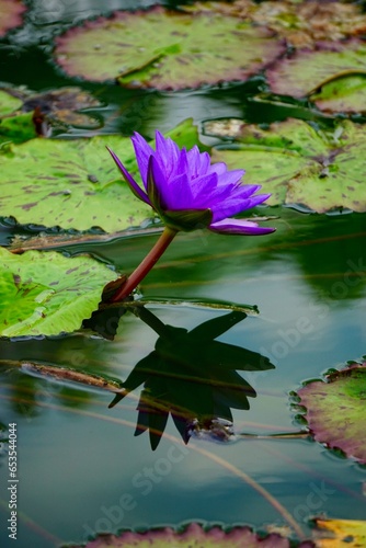 Water Lilies in a Pond photo