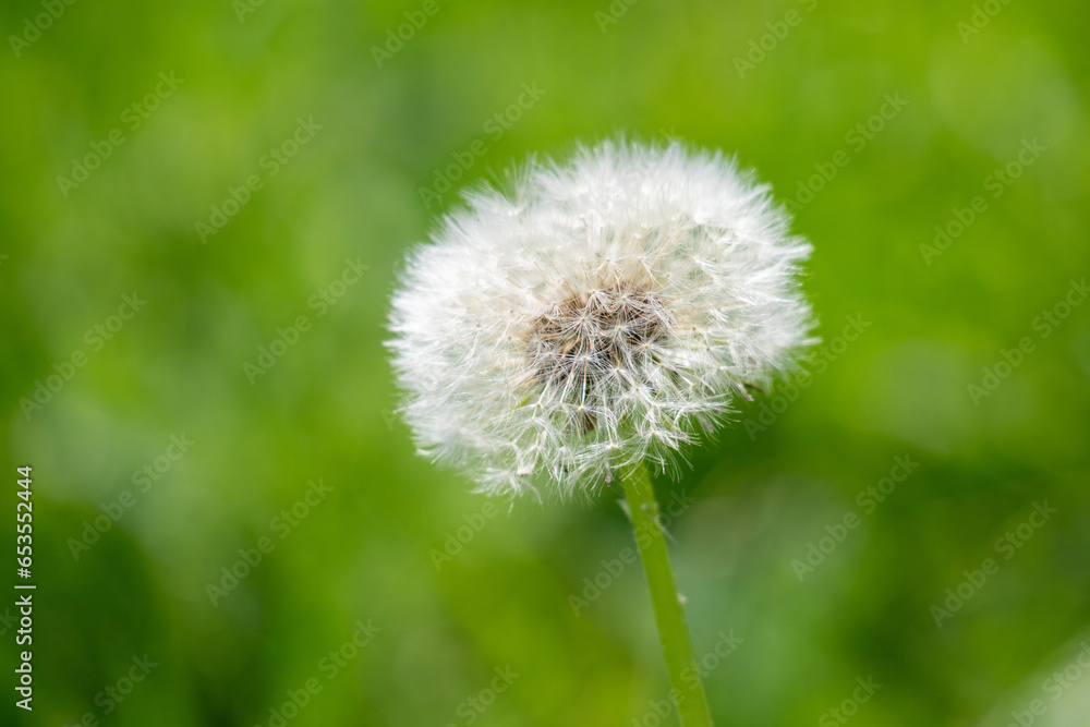 Fluffy dandelion in green grass. Fluffy dandelion in green grass.