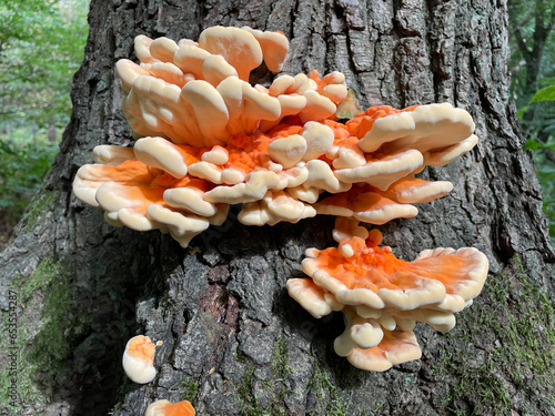 Woodland Fungus photo