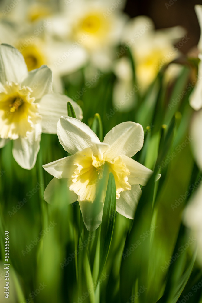 White daffodils in the spring garden.