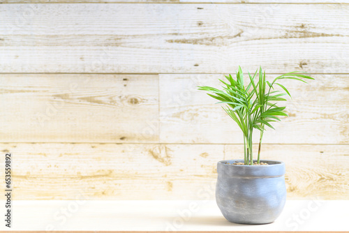室内で育てる観葉植物（テーブルヤシ）