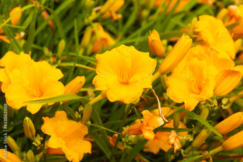 Yellow daylilies in flower in a Connecticut garden in summertime. Yellow daylilies in flower in a Connecticut garden in summertime.