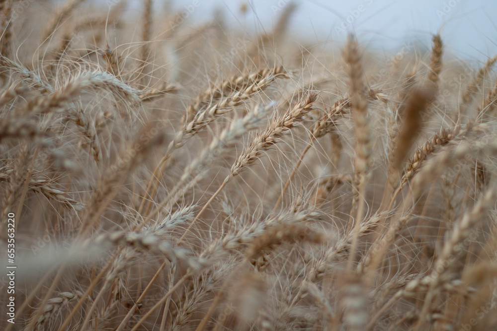 Fototapeta premium Indian harvest field crop look beautiful