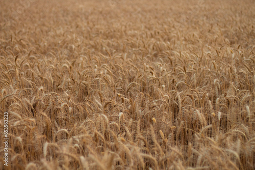 wheat yellow harvest ready for cutting.