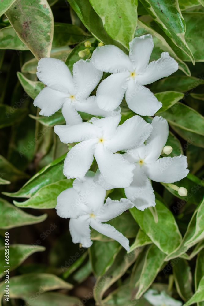 Common jasmine, commonly called pinwheel flower or crepe jasmine, little white flowers on the garden Common jasmine, commonly called pinwheel flower or crepe jasmine, little white flowers on the garden