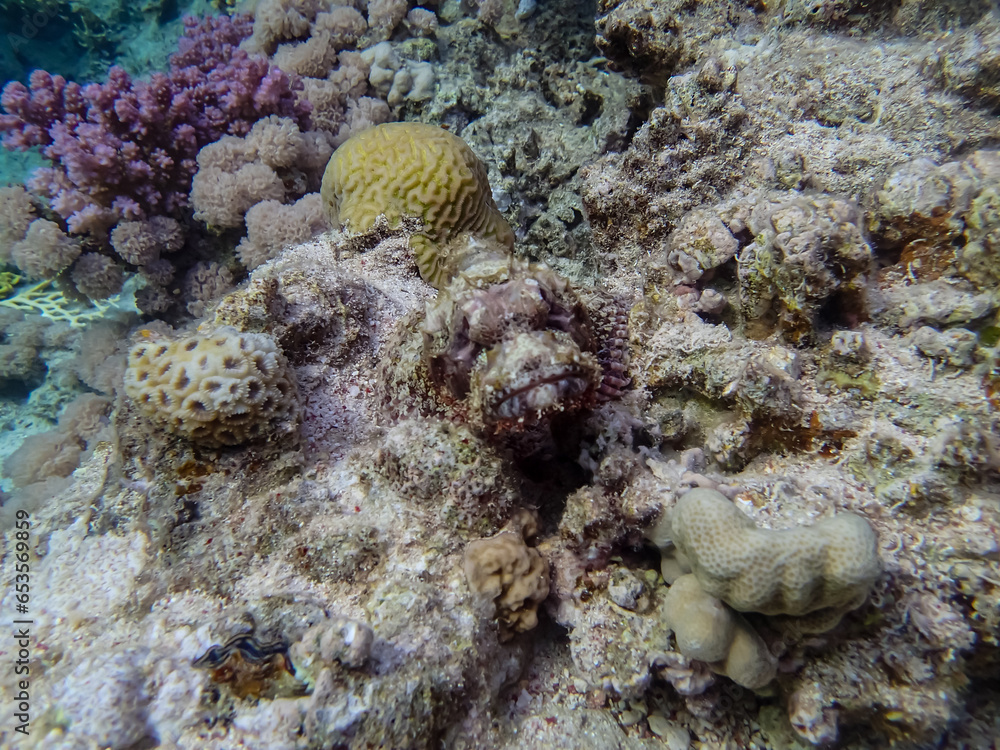 Camouflaged fish in the coral reef of the Red Sea Camouflaged fish in the coral reef of the Red Sea