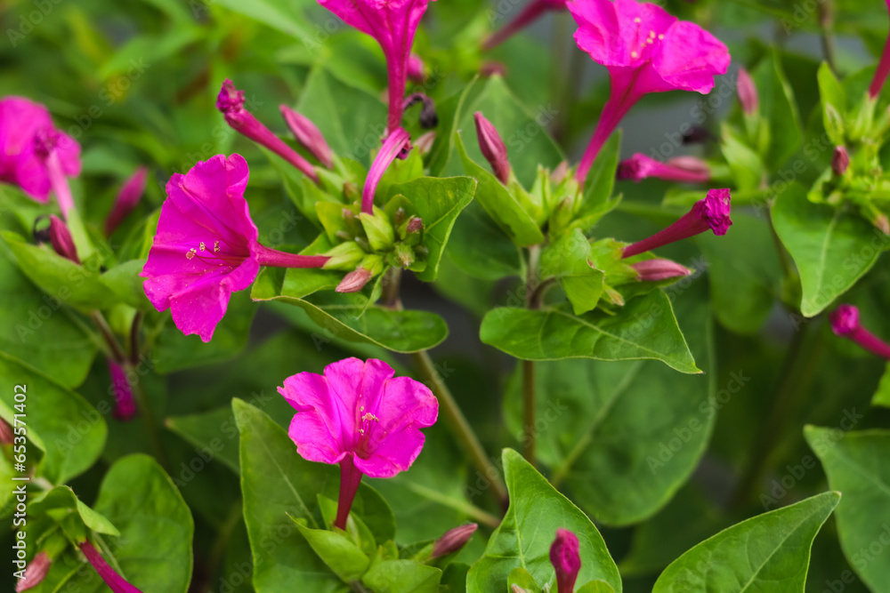Beautiful pink flowers. Close-up. Selective focus. Copyspace Beautiful pink flowers. Close-up. Selective focus. Copyspace
