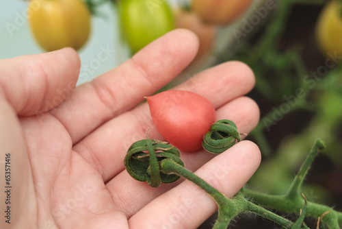 A small tomato in a man's hand. Close-up. Agronomist. Selective focus. Copyspace