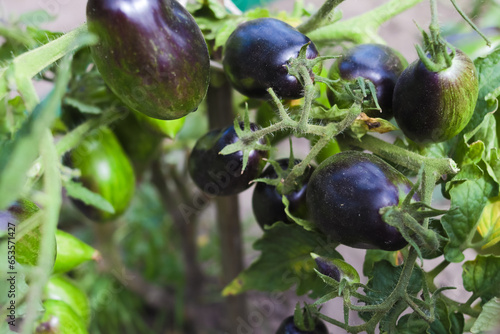 Black tomatoes. They sing on a branch. Unusual vegetables. Close-up. Selective focus. Copyspace