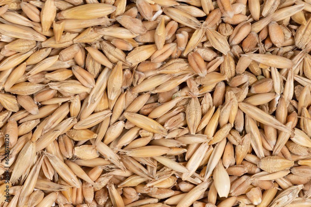 Cereal seeds texture background. pile oats, wheat, barley close-up Cereal seeds texture background. pile oats, wheat, barley close-up