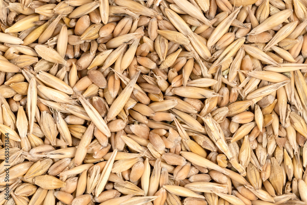 Cereal seeds texture background. pile oats, wheat, barley close-up Cereal seeds texture background. pile oats, wheat, barley close-up