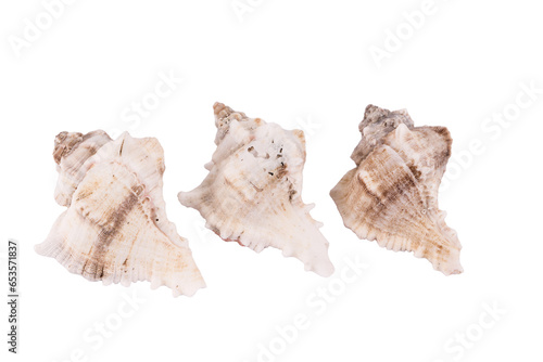 three white seashells