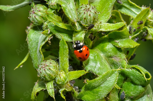 Little ladybug sits on a green leaf photo