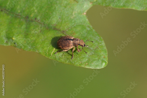 Strophosoma melanogrammum. Tribe Brachyderini. Subfamily Broad-nosed Weevils (Entiminae). Family Curculionidae. On an oak leaf. Dutch garden. September. photo