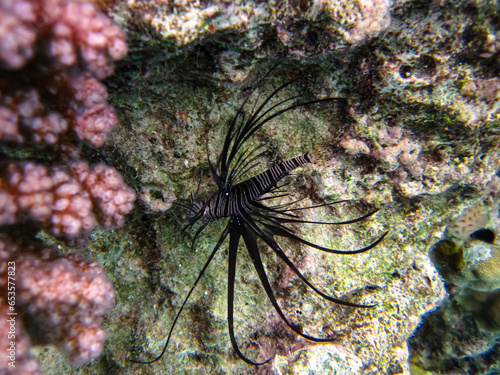 Beautiful dark colored lionfish in the coral reef of the Red Sea