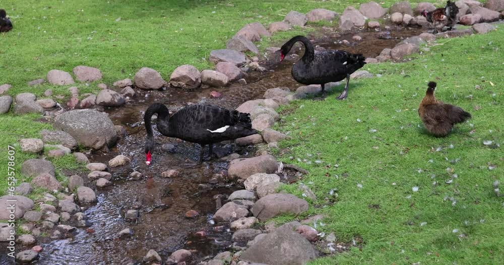 black swans living on the territory of the zoo in the summer, beautiful unusual black swans on the farm black swans living on the territory of the zoo in the summer, beautiful unusual black swans on the farm
