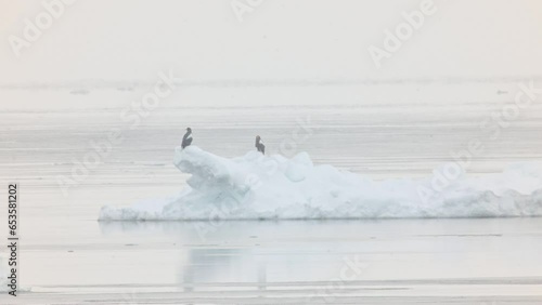 流氷に乗って流れるオオワシ