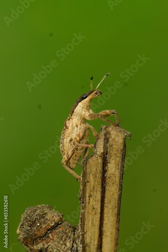 Natural closeup on a small brown European weevil beetle, Sitona gressorius, sitting on a twig photo