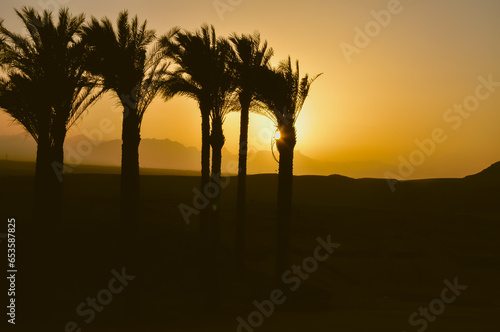 Sunset in Egypt with palm trees in the background