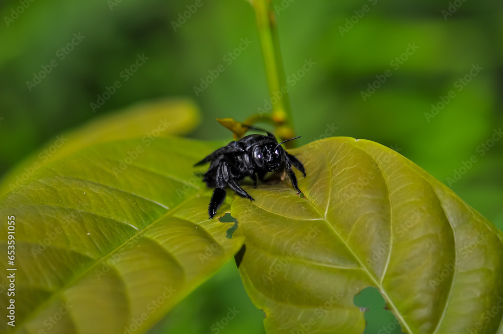 Xylocopa latipes sits on a green leaf in the jungle of Thailand Xylocopa latipes sits on a green leaf in the jungle of Thailand