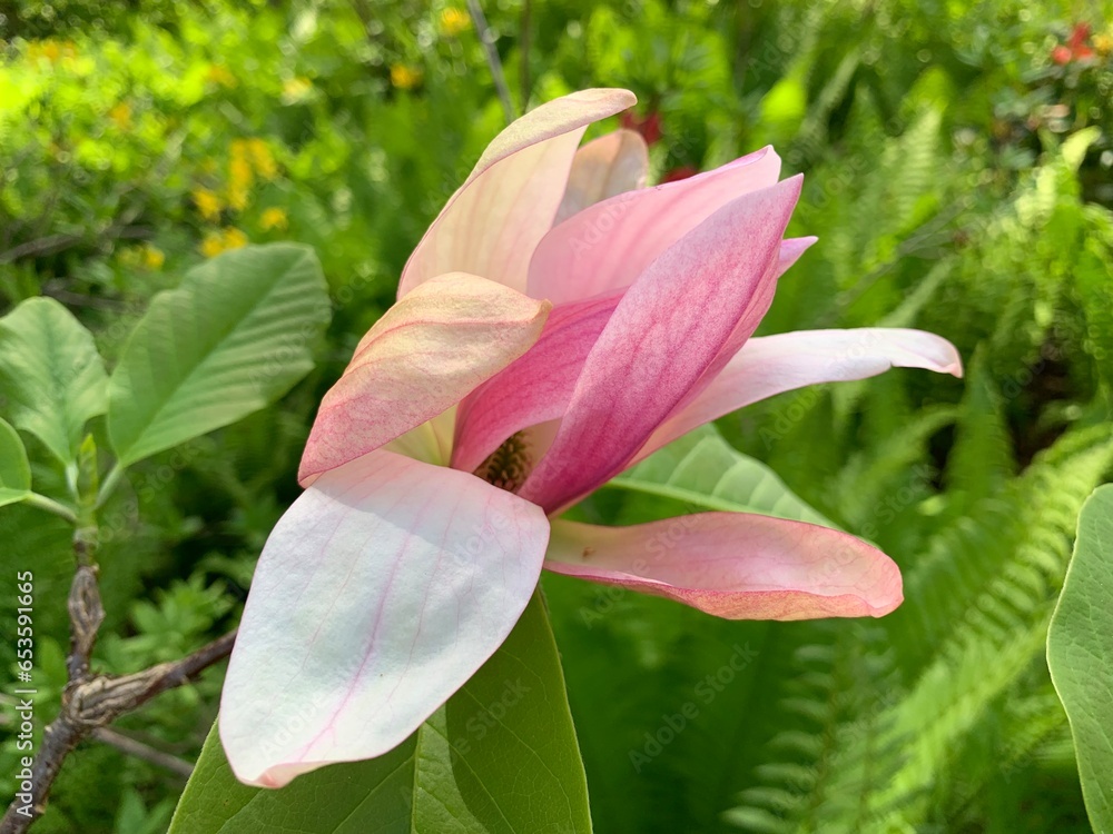 Lila Lilie / Lilien Blütenkopf