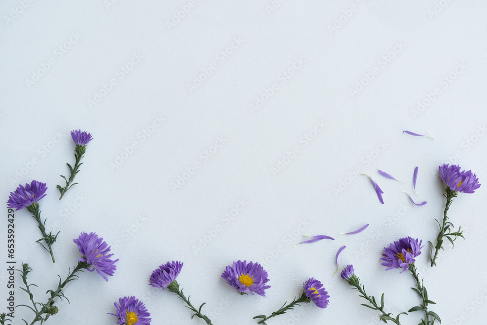 Composition folded from violet flowers (Bushy Asters). White background and place for text. Flowers pattern top view, flat lay, copy space for text. - obrazy, fototapety, plakaty 
