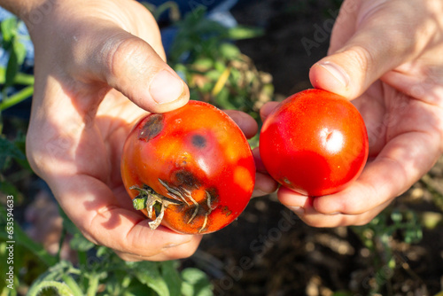 spoiled rotten diseased tomatoes in hands in the garden