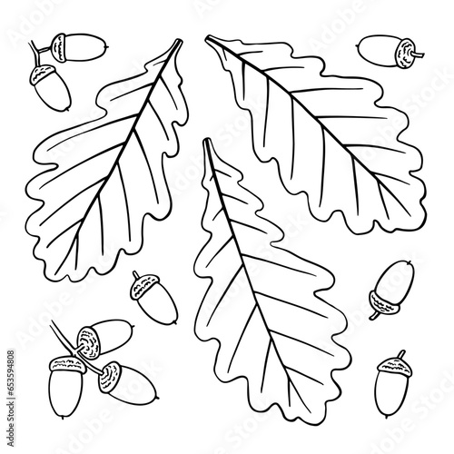 English oak leaves and acorns