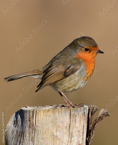 Robin red breast