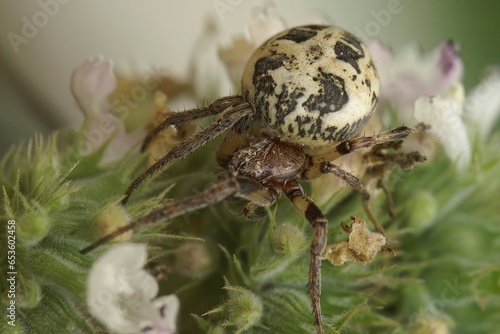 Closeup on a female Furrow orbweaver spider, Larinioides cornutus in vegetation photo